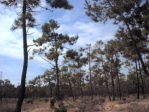Kiefernwald auf der Insel Noirmoutier